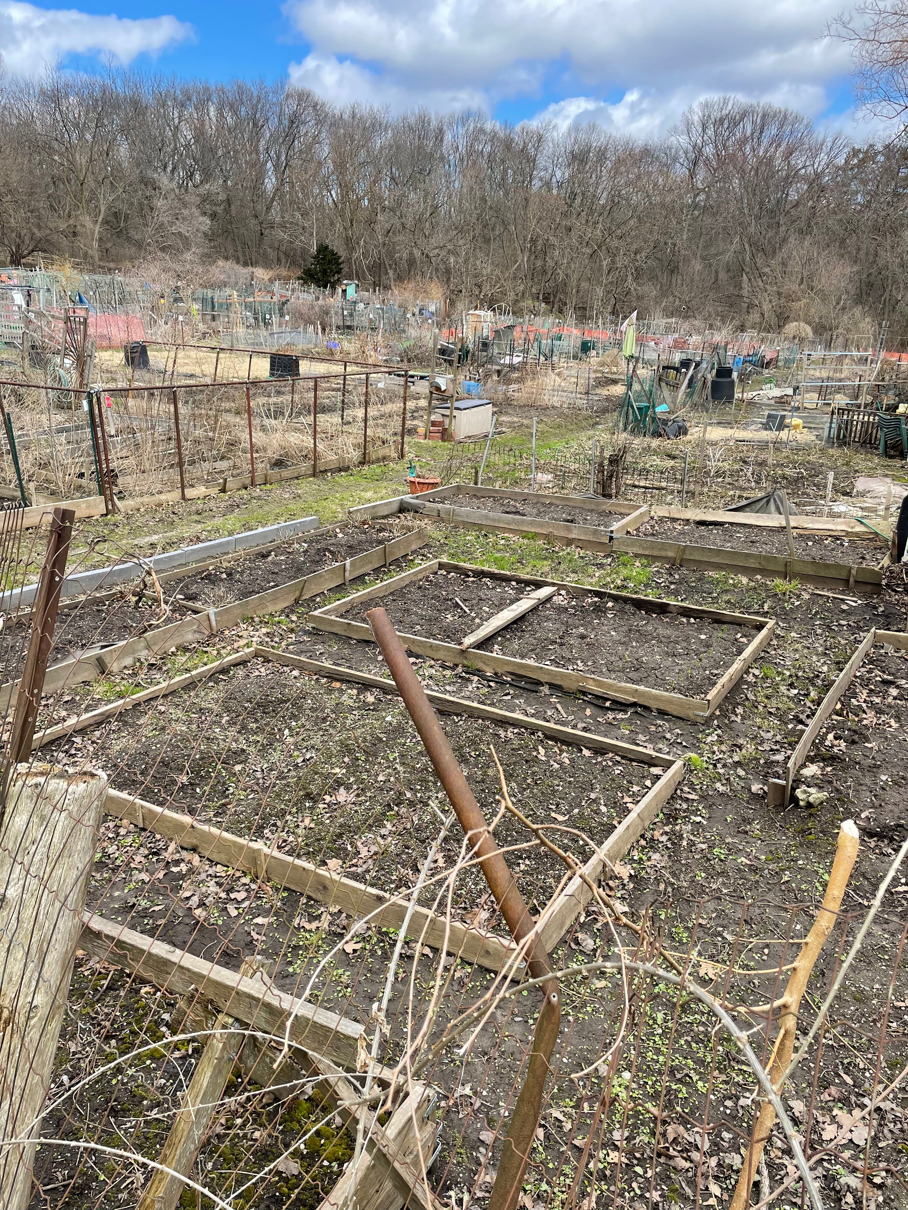 Allotment Gardens, Early Spring